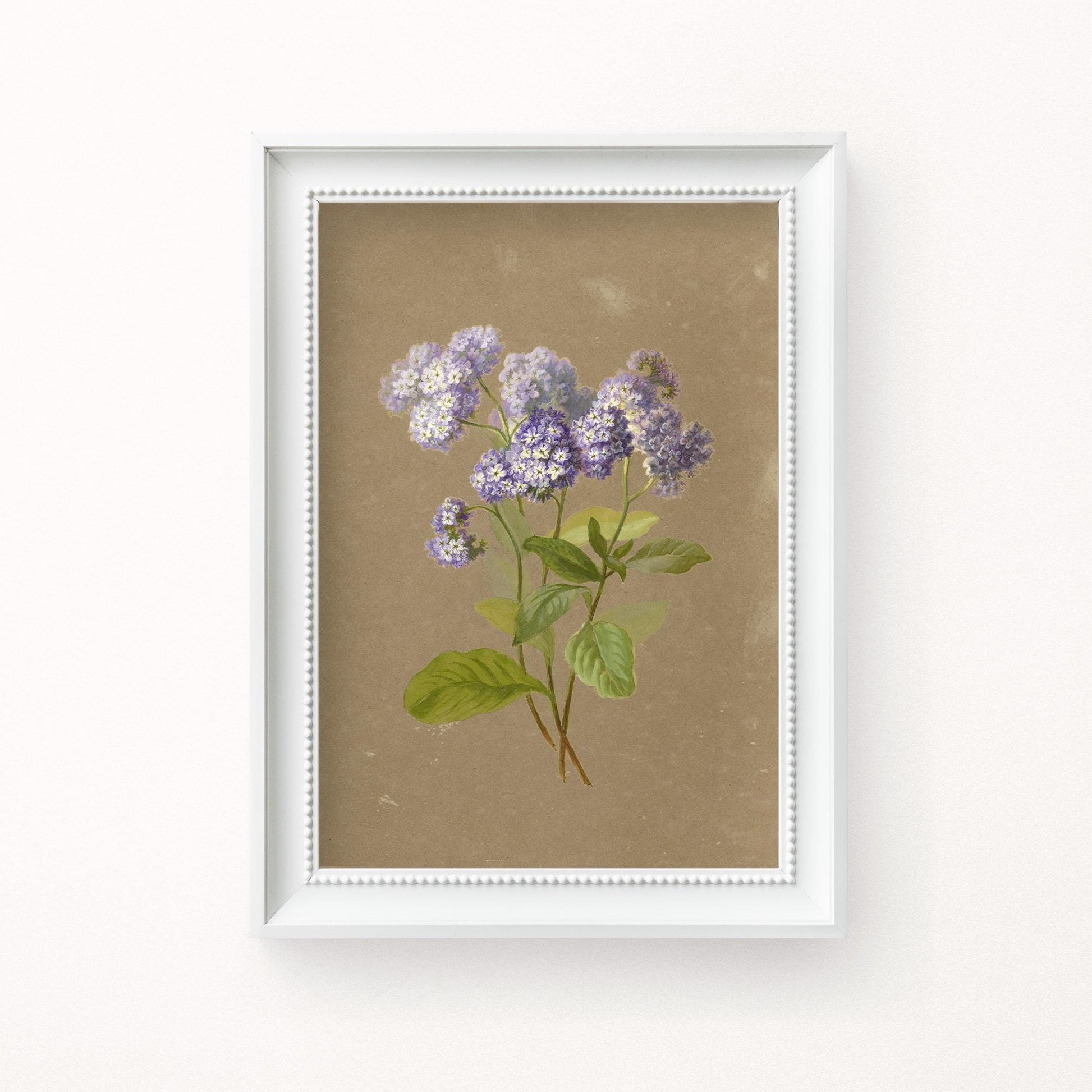 A fine art print of a delicate botanical artwork that features a sprig of purple heliotrope. The print is displayed hanging on a white wall in a white picture frame.