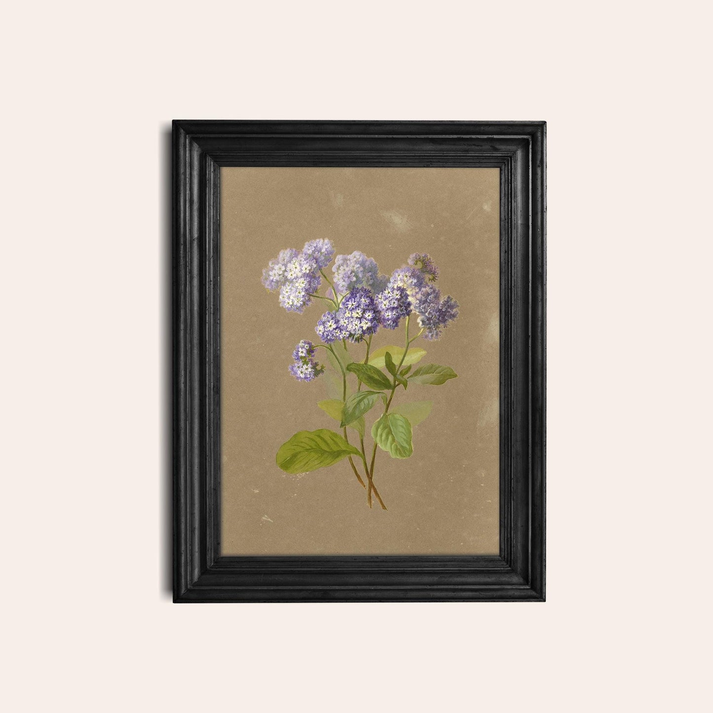 A fine art print of a delicate botanical picture that features a sprig of purple heliotrope. The print is displayed hanging on the wall in a black wooden picture frame.